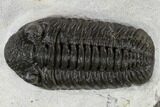 Adrisiops Weugi Trilobite - Recently Described Phacopid #115227-2